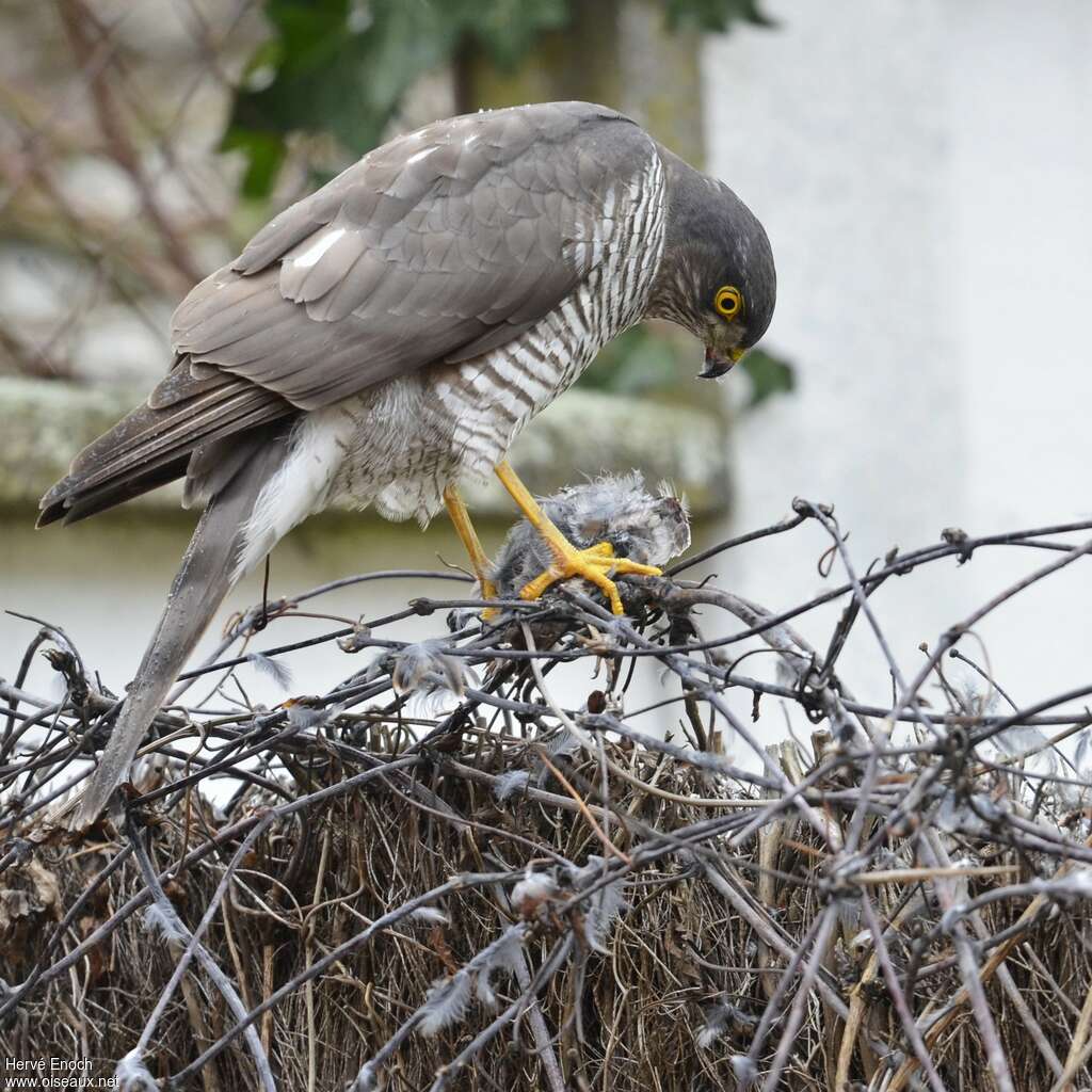 Eurasian Sparrowhawk female adult, pigmentation, feeding habits, eats