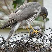 Eurasian Sparrowhawk