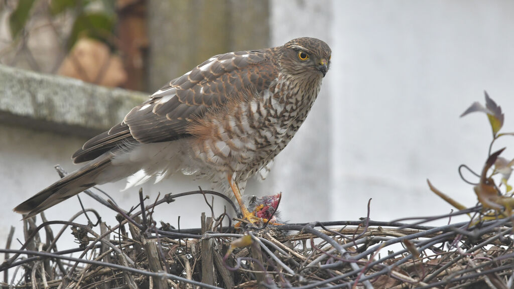 Eurasian Sparrowhawk male juvenile, identification, feeding habits