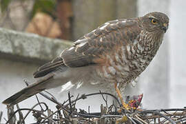 Eurasian Sparrowhawk