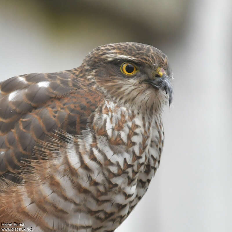 Eurasian Sparrowhawk male First year, close-up portrait