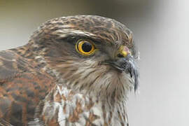 Eurasian Sparrowhawk