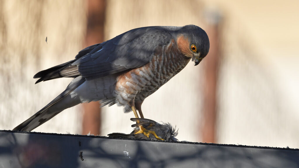 Eurasian Sparrowhawk male adult, identification, feeding habits, fishing/hunting