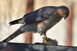 Eurasian Sparrowhawk