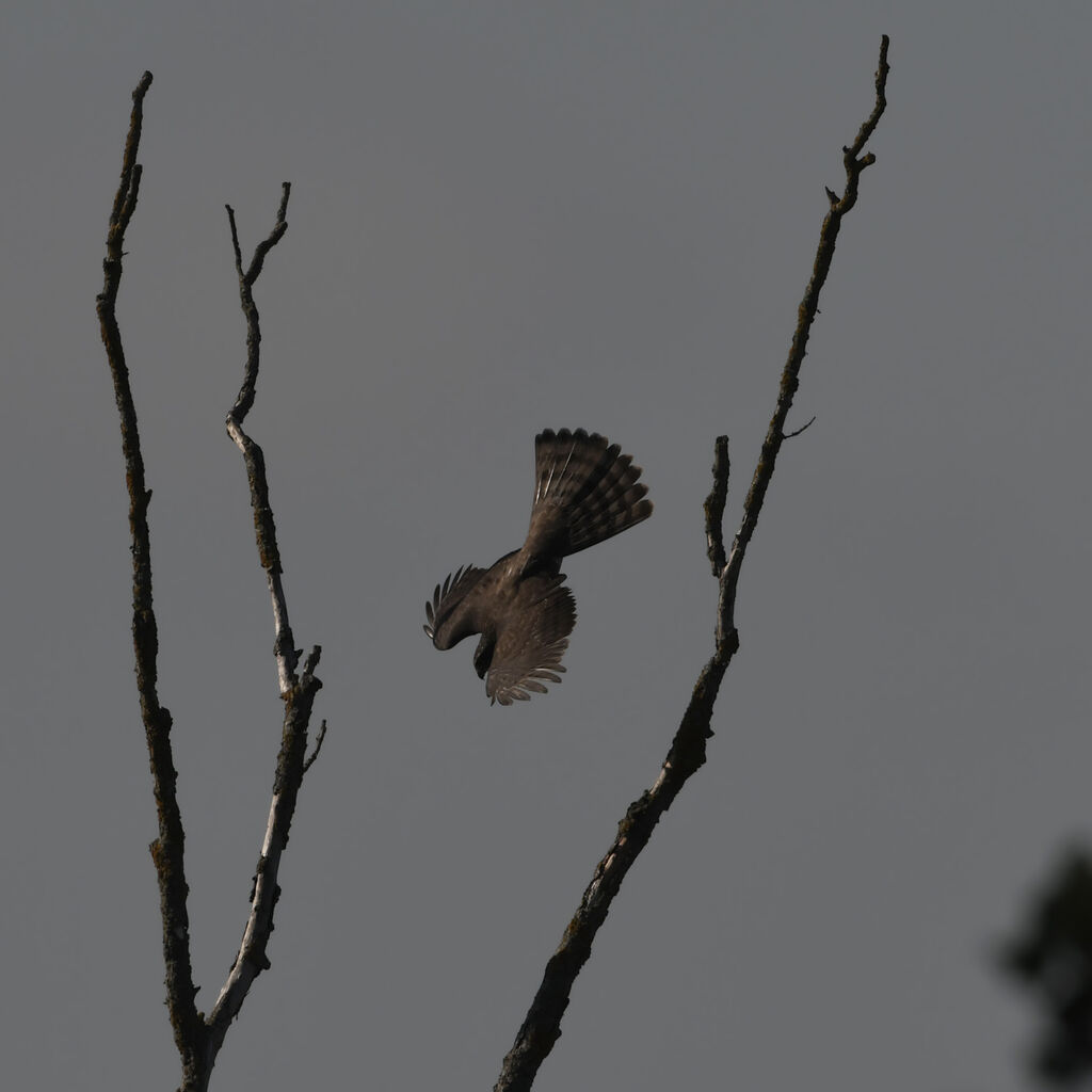 Eurasian Sparrowhawk female adult, Flight