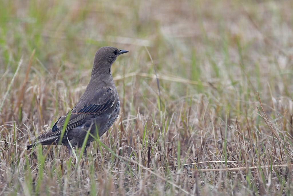 Common Starlingjuvenile, identification