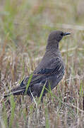 Common Starling