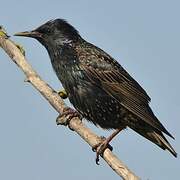 Common Starling