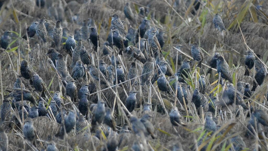 Common Starling, Behaviour