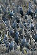 Common Starling