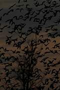 Common Starling