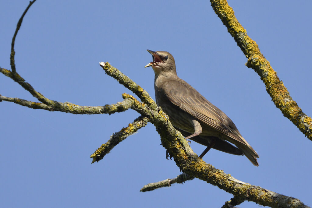 Common Starlingjuvenile