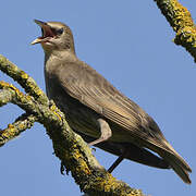 Common Starling