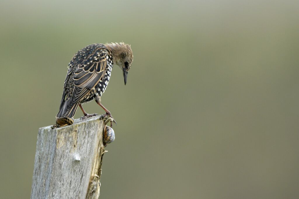 Common Starlingjuvenile