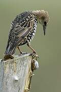 Common Starling