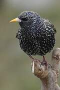 Common Starling