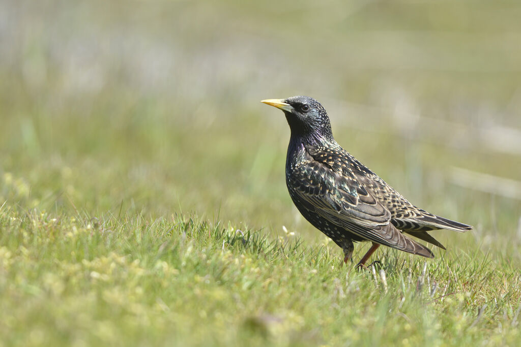 Common Starlingadult post breeding