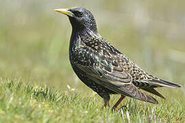 Common Starling