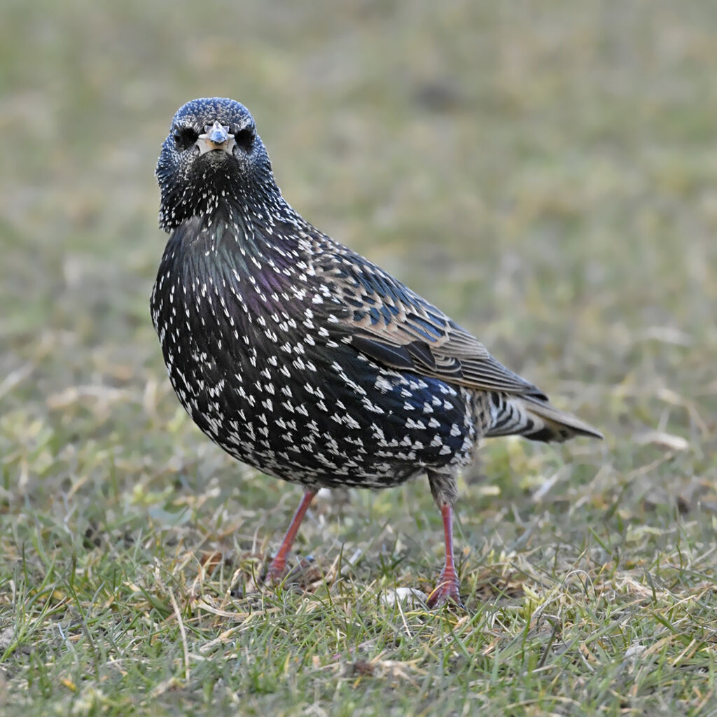 Common Starlingadult post breeding, identification