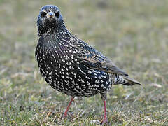 Common Starling