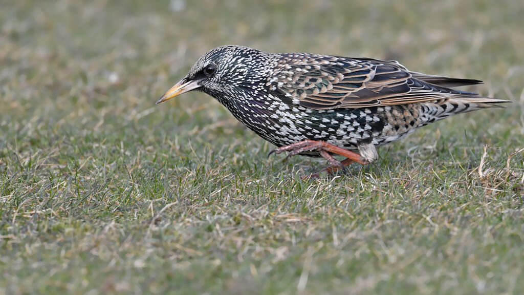 Common Starlingadult post breeding, identification