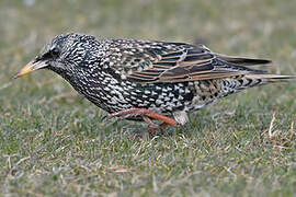 Common Starling