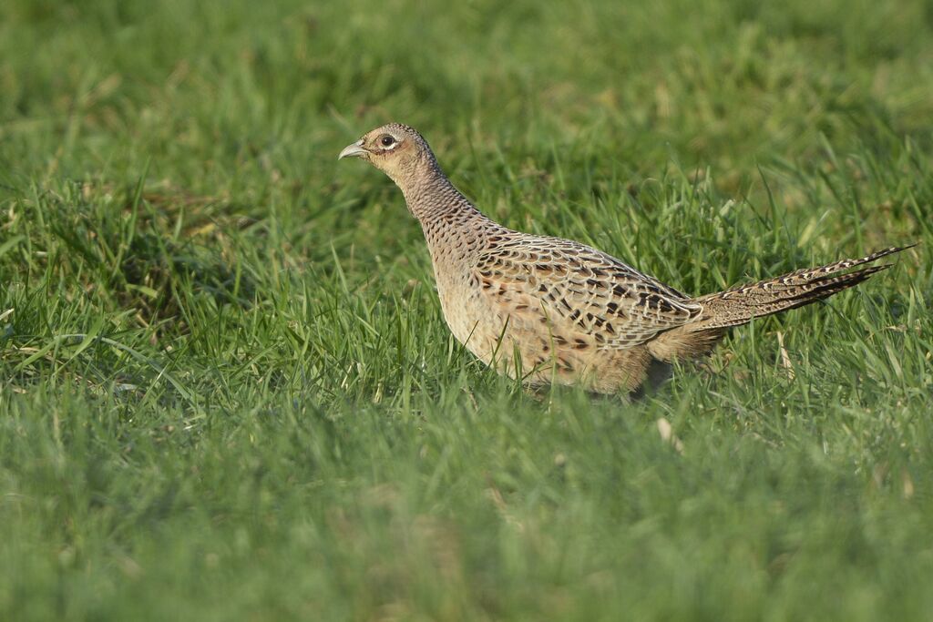 Common Pheasant female adult, identification