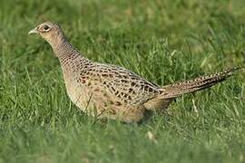 Common Pheasant