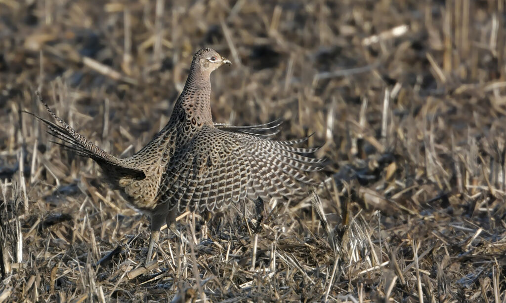 Faisan de Colchide femelle adulte, identification