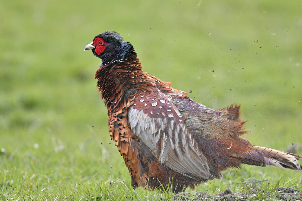 Common Pheasant male adult, identification