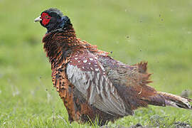 Common Pheasant