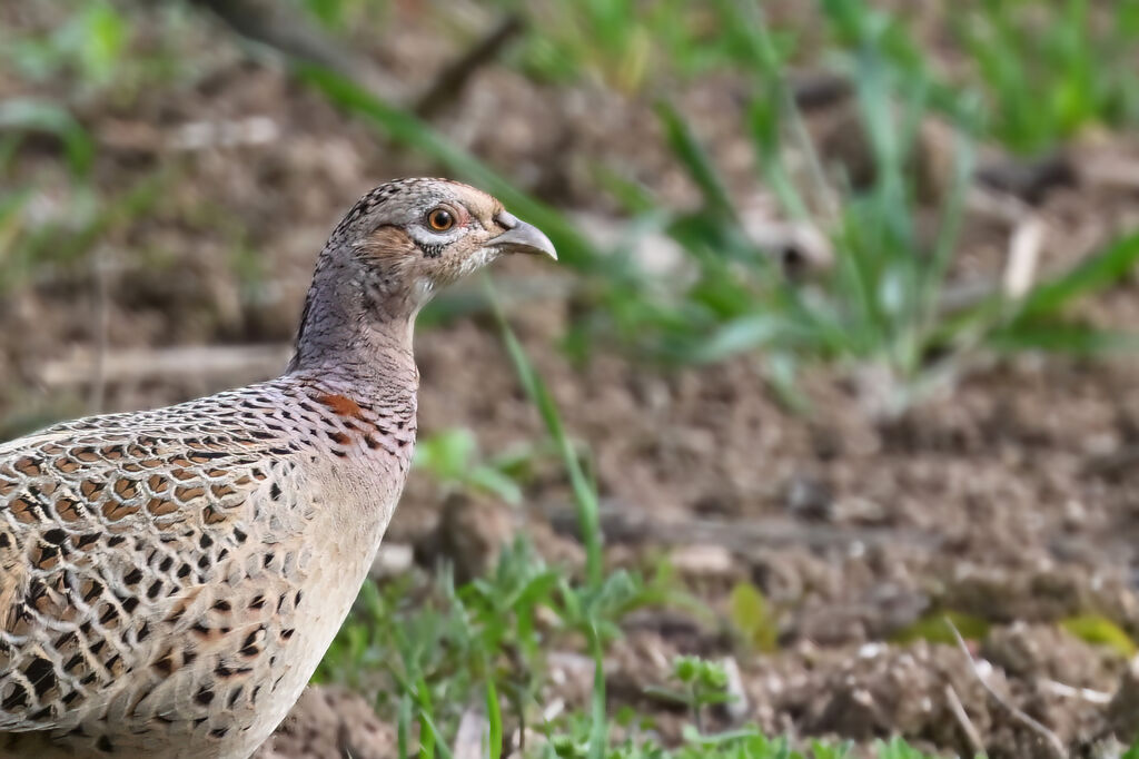 Common Pheasant female adult, close-up portrait