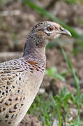 Common Pheasant