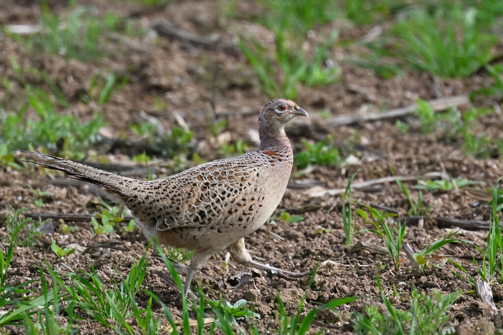 Common Pheasant female adult, identification