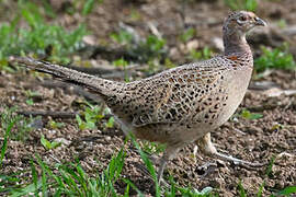 Common Pheasant