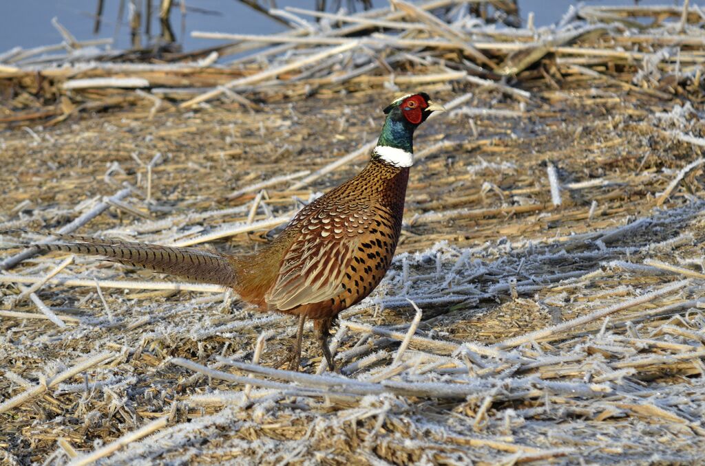 Common Pheasant male adult