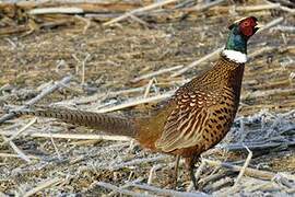 Common Pheasant