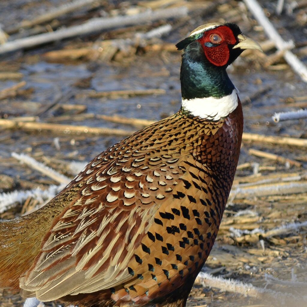 Common Pheasant male adult