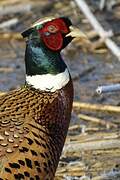 Common Pheasant