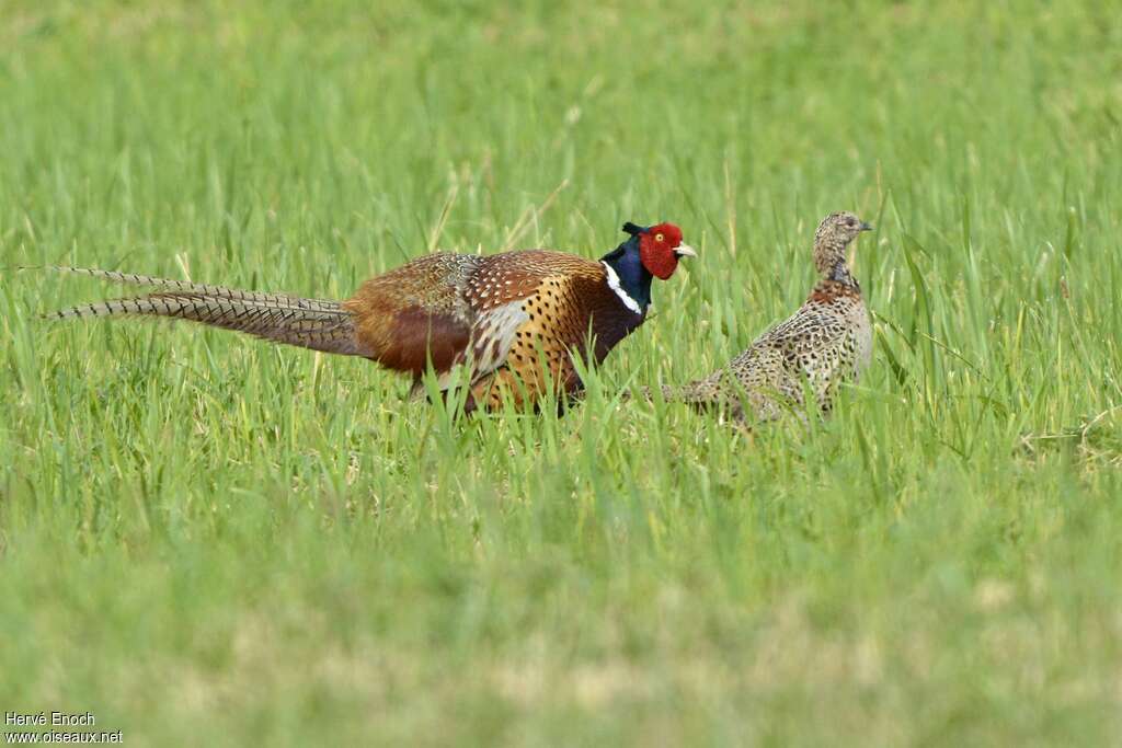 Common Pheasantadult breeding, courting display