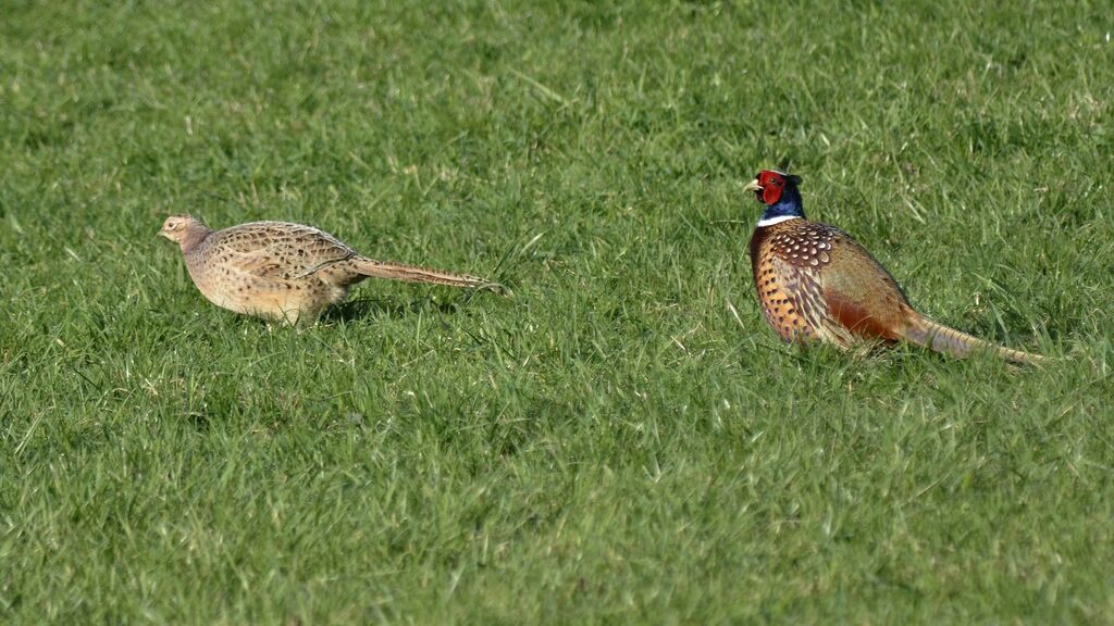 Common Pheasant , identification