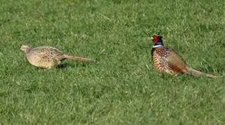 Common Pheasant