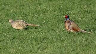 Common Pheasant