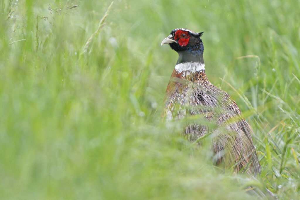 Common Pheasant male adult