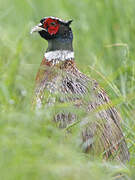 Common Pheasant