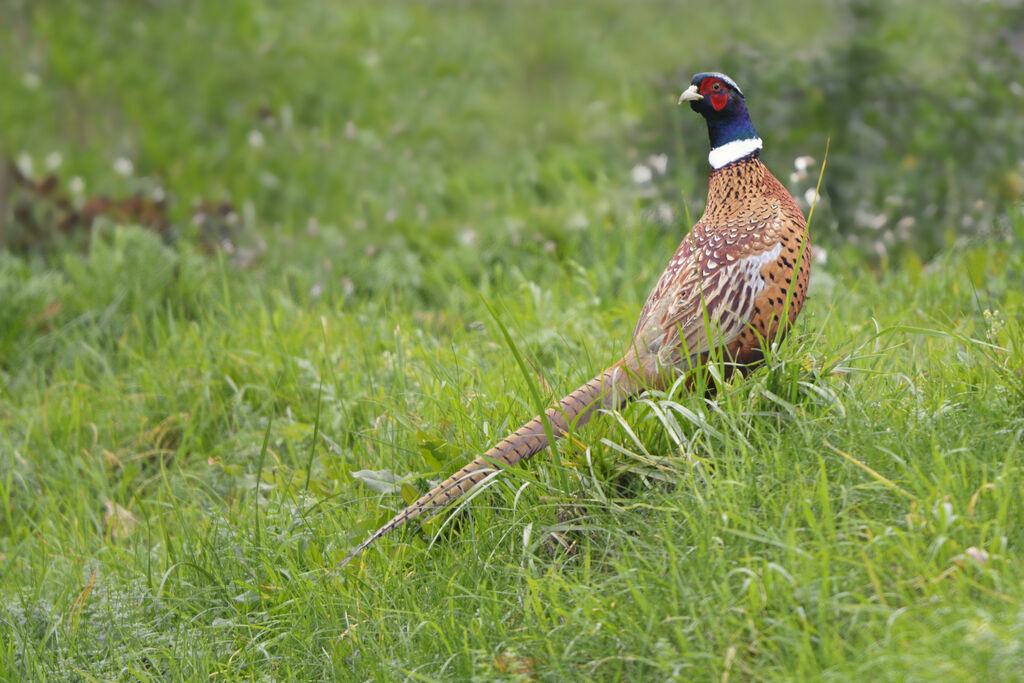 Faisan de Colchideadulte, identification