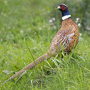Common Pheasant