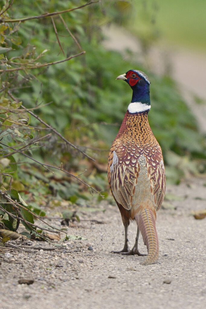 Common Pheasantadult, identification