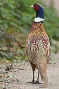 Common Pheasant