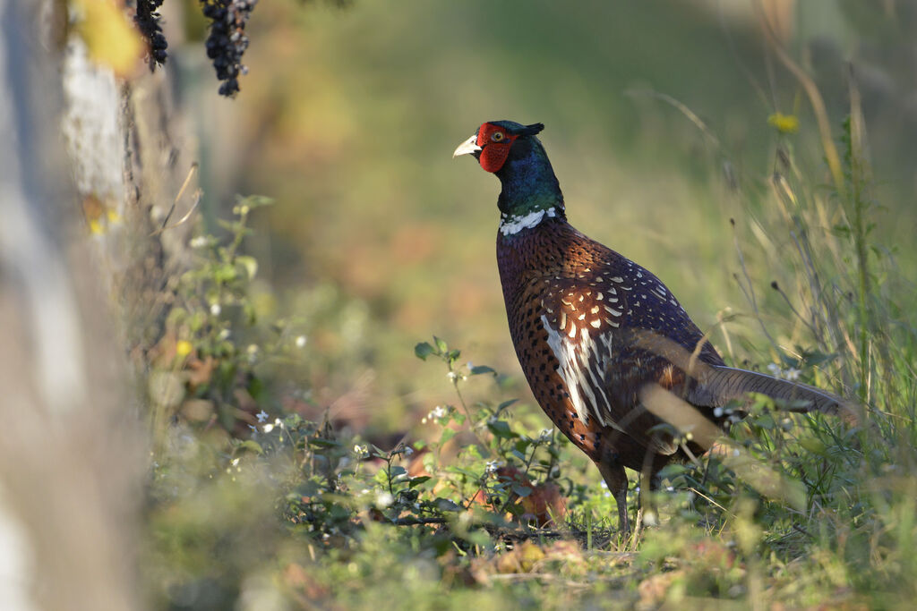 Common Pheasant male adult, identification